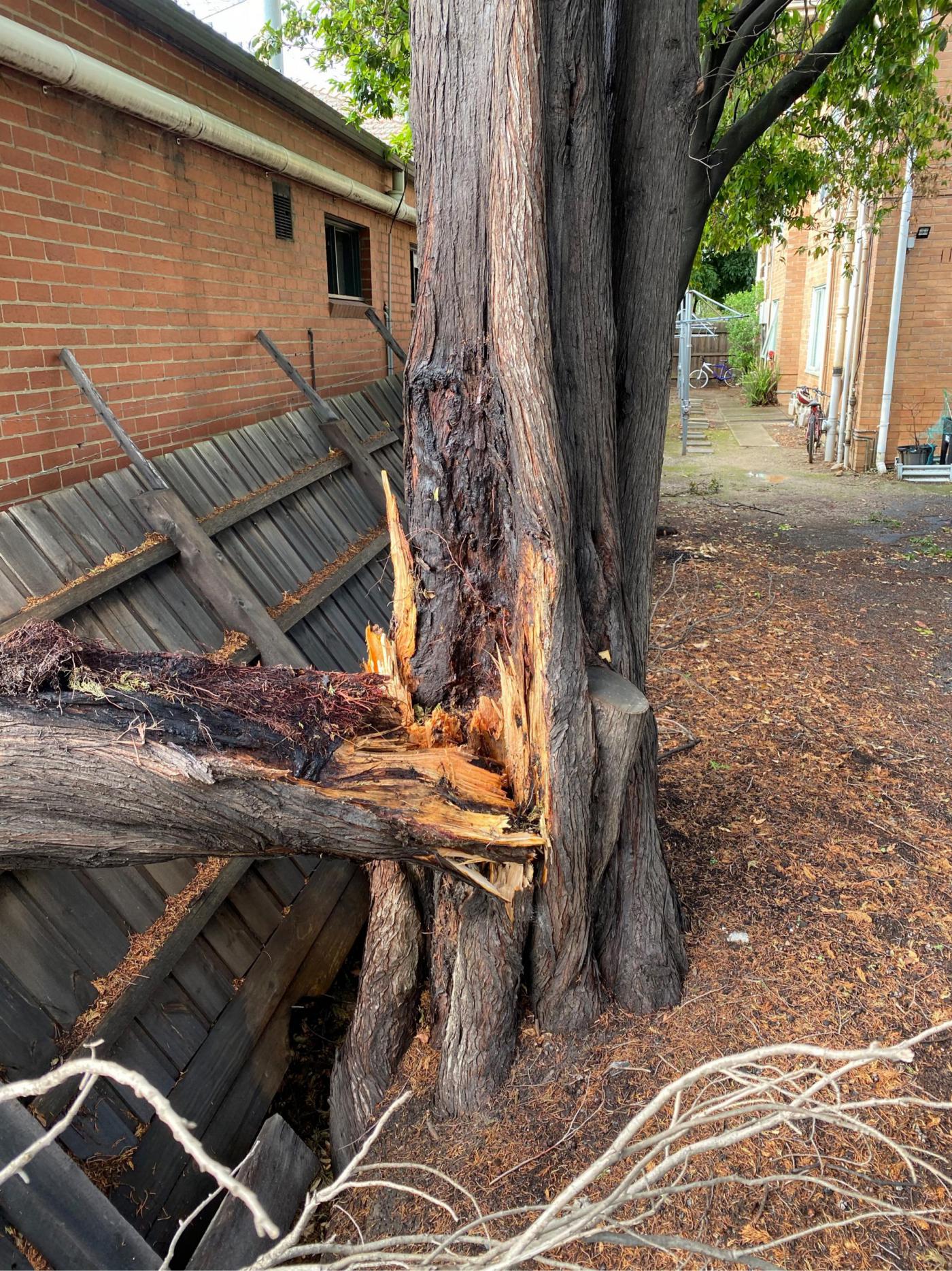 hazard-tree-removal-melbourne-rigoni-tree-services