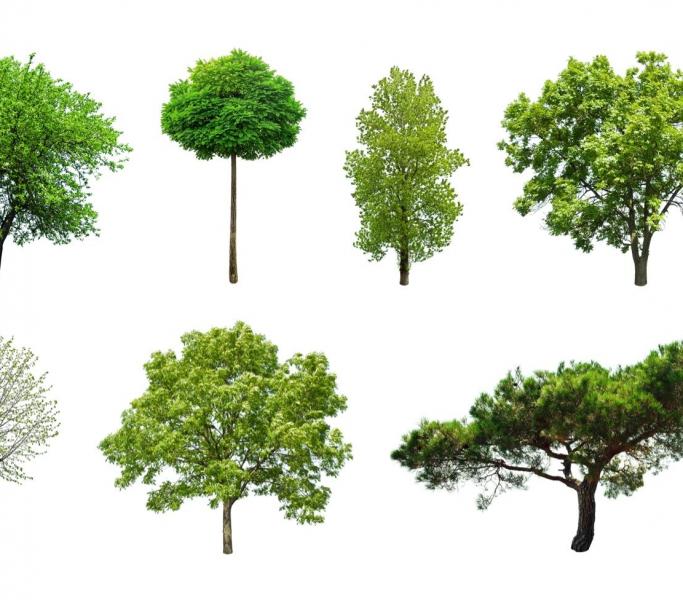 service image rigoni trees